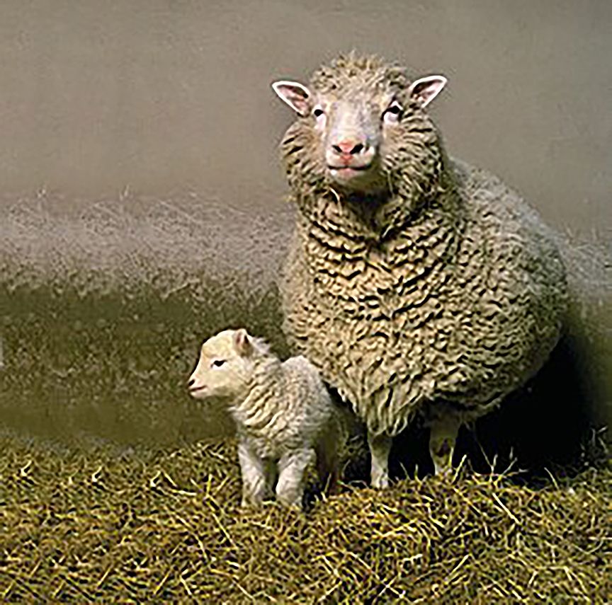 Dolly Sheep